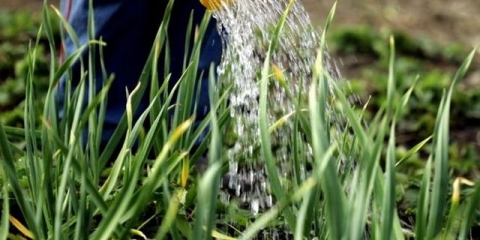 Koliko često trebate zalijevati gredice s lukom i bijelim lukom